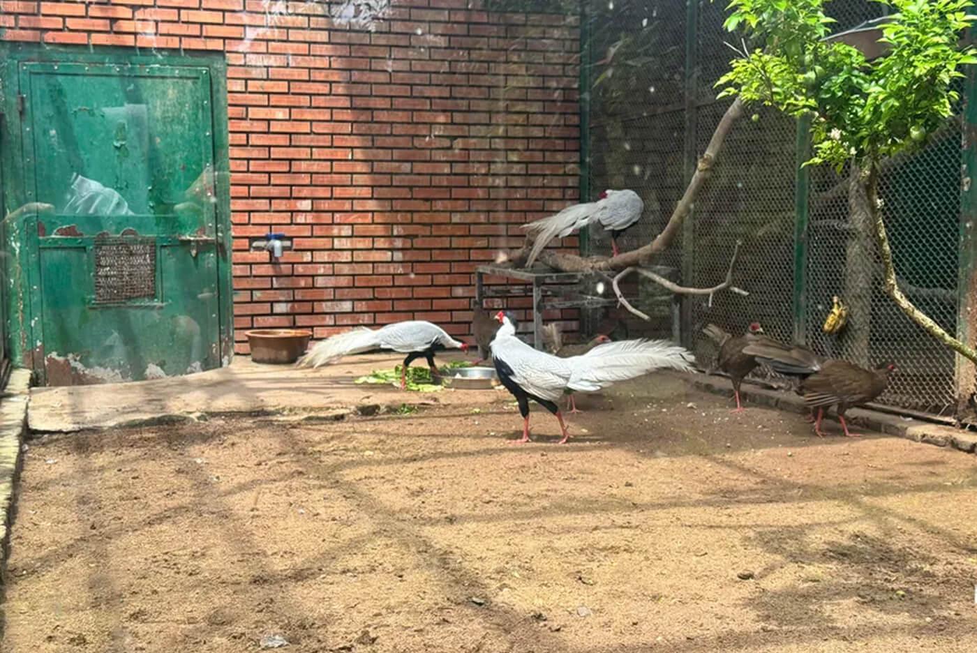 Từ vụ nuôi gà lôi trắng bị 6 năm tù: Áp dụng Thông tư 27/2025 thay vì Nghị định 84/2021